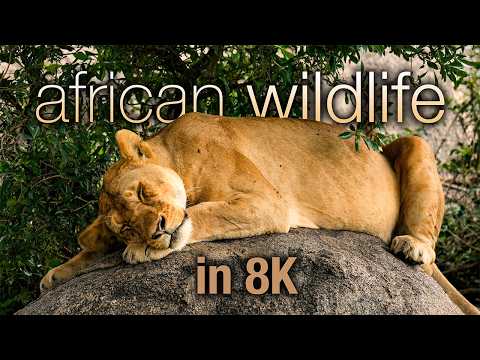 1HR African Wildlife in 8K – Serengeti & Beyond with Handpan Music