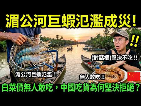 越南湄公河蝦災無解?中國吃貨為何不接招?這 3 個原因直指核心
