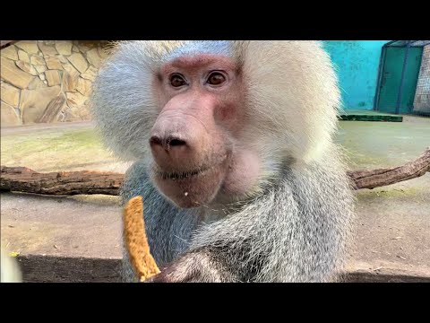 Отдали Джонику сердца, а Еве - грызку! Самый обаятельный гамадрил и черная канадская волчица! Тайган