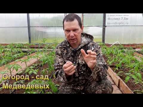 Первый уход за томатами