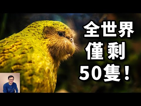 The rarest animal in the world! There were only 50 left in the world - the Kakapo #bird #parrot