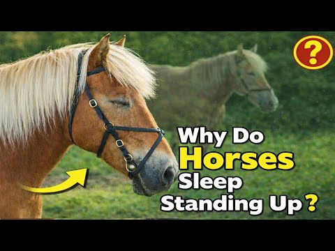 Why Do Horses Sleep Standing Up?