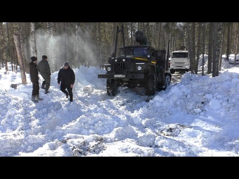 Уралы и Камазы пробивают дорогу в делянку.