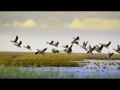 Охота лучшее за 2023 год!Охота на Гуся,охота на Утку на Зайца на Лису на Куропатку на Фазана и.т.д!