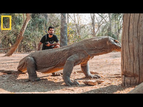 Face to face with Largest Lizard on Earth | The Komodo Dragon