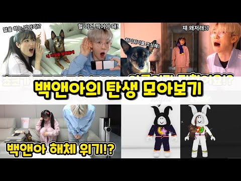 백앤아가 생긴 이유!? 백앤아의 탄생 모아보기