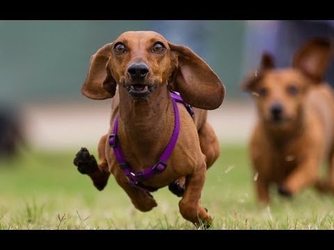 Приколы с таксами, новая подборка.