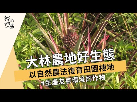 【友善農業】大林農地好生態｜以自然農法復育田園棲地 (我們的島 1178集 2022-10-31)
