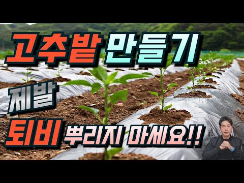 고추밭을 잘 준비하는 방법.