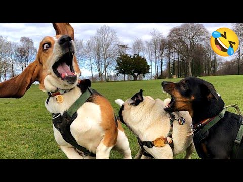 Funny animals videos🤣 Funniest CATS and DOGS 🐕🐈👍