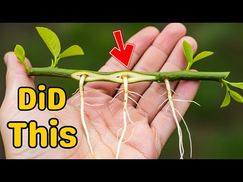 Cloning a Lemon Tree Quickly Using This Hidden Technique Now Revealed