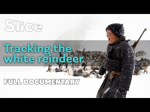Tracking the white reindeer | SLICE | Full documentary