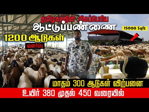 1200 ஒரிஜினல் மயிலம்பாடி செம்மறி ஆடுகள் வளர்ப்பு | வளர்ப்பு முதல் விற்பனை வரை  | #meenatchigoatfarm