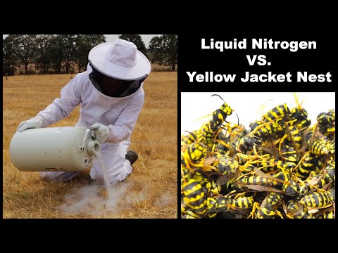 Liquid Nitrogen Is Incredible At Destroying Dangerous Yellow Jacket Hornet Nests. Mousetrap Monday