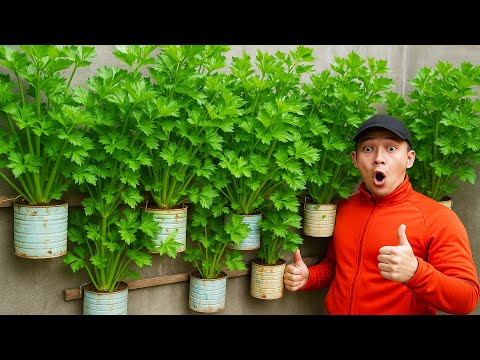 How to Grow Celery on Old Walls - Secret Vertical Gardening Tips for Small Spaces