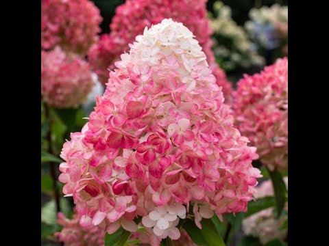 Знакомтесь#карликовыесорта#метельчатыхгортензий#ЛиттлФрайз#ЛиттлПэшн#Бобо#СтроуберриБлосом#Скайфолл