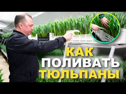 КАК ПОЛИВАТЬ И КОРМИТЬ ТЮЛЬПАНЫ