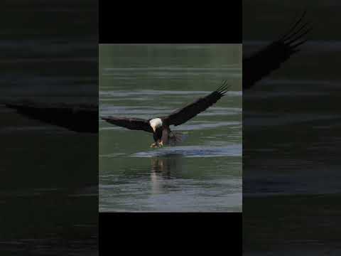 One of the best wildlife experiences to witness! 🦅 #birdphotography