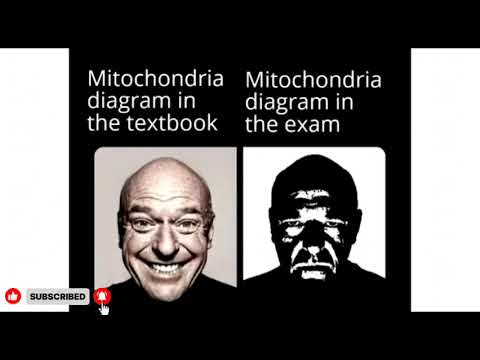 School memes subscribe for more 🤣🤣🤣 #schoolmemes 