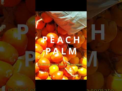 PEACH PALM - A FRUIT that tastes like SOUP!