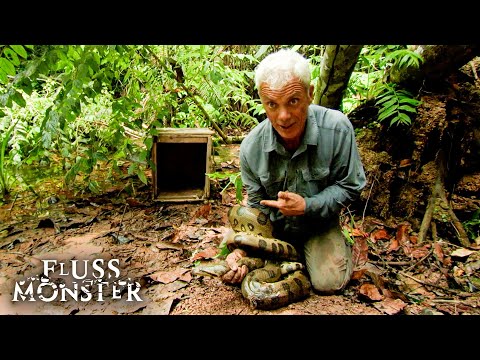 Die gefährlichsten Kreaturen auf Jeremys Reisen | Fluss Monster