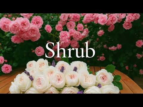 Rose groups in simple words: how to choose the perfect rose for your garden 11/30/2025