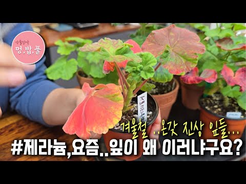 제라늄,겨울철 잎 상태&제라늄잎이 #제라늄큰잎#제라늄빨간잎 #제라늄구부러진잎