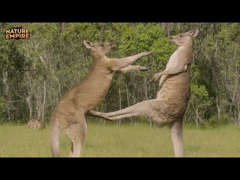 AUSTRALIA | The Most Dangerous Place on Earth Where Everything Can Kill You - Wildlife Documentary