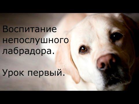 [Занятие 1] Как установить ПРАВИЛЬНЫЙ КОНТАКТ с собакой