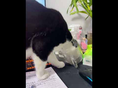 I knew it all the time. 😂 #cats #funnycats #fails #funnyfails #funniestvideo #shorts