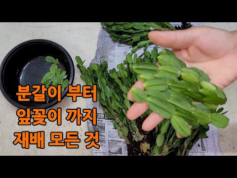 Rhipsalidopsis bifurcation, how to adapt quickly, plant leaves and reproduce