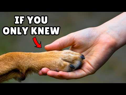 30 Things Your Dog Wishes You Knew ⚡
