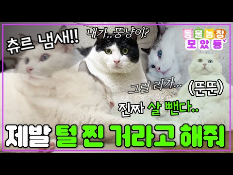 [#모았동물농장] 우리 고양이 털 찐 거 아닙니다. 진짜 살찐 겁니다😸 귀여움과 함께 커져버린 뚱냥이 모음집🐱  #TV동물농장 #AnimalFarm #SBSstory