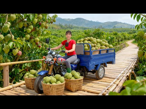 TIMELAPSE -- Pick 50Kg of the Best Custard Apple from the Garden - Cook Traditional Dishes