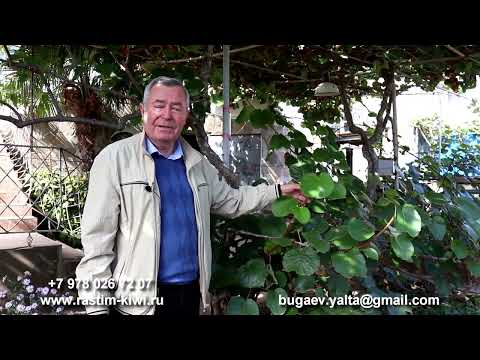 Вопросы по выращиванию киви