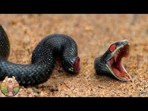 10 ANIMAUX QUI PEUVENT VIVRE APRÈS LA MORT | Lama Faché