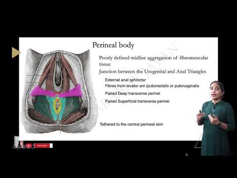 Perineum And Perineal Pouches