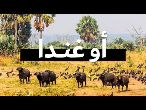 فيلم وثائقي عن أوغندا | رحلة سفاري على الطرق الوعرة بسيارة 4x4 🇺🇬