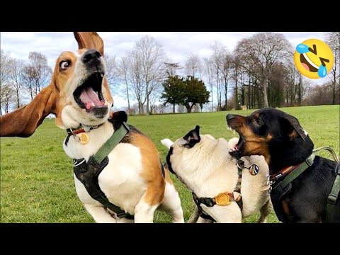 Best Funny Cat and Dog Fails #1 | Try Not To Laugh 2025