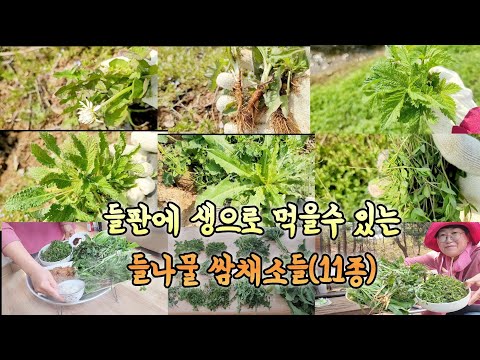 들나물 뜯어 풍성한 쌈밥 한상! 11가지 훌륭한 들나물 쌈채소들 밥상이 화려합니다