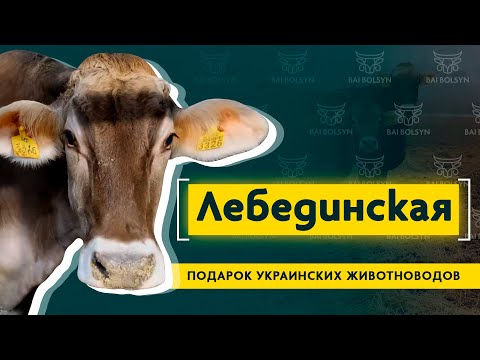 Лебединская порода КРС — выносливый и продуктивный скот из Украины, содержание и опыт