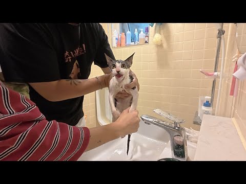 A cat rescued on a rainy day brought with it a contagious disease that can be transmitted to humans.