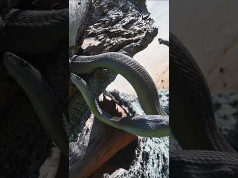 Black Mamba Raids Chicks from Nest gets Dive Bombed and Attacked