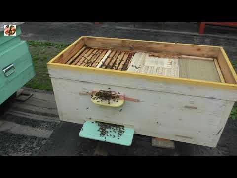 И никакого роения!