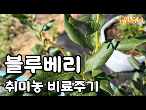 Understanding Blueberry Fertilization Cycles Easily