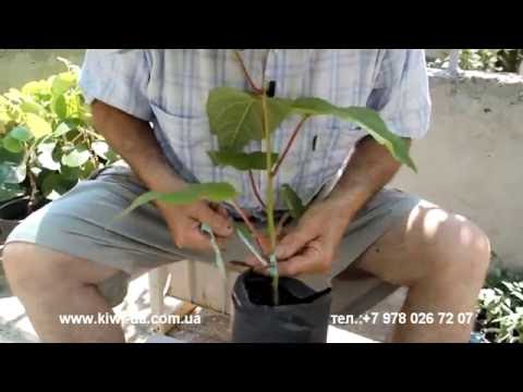 Прививка саженца киви/ Как растут киви я Ялте/ Купить саженцы киви/ Ялта/ Крым