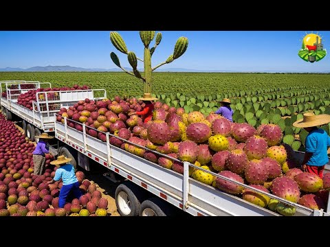 CÓMO se COSECHAN MILLONES de TONELADAS de FRUTAS EXÓTICAS 🍍|  La TECNOLOGÍA de COSECHA AVANZADA