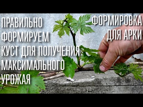 КАК ПРАВИЛЬНО ФОРМИРОВАТЬ КУСТ ВИНОГРАДА. УРОЖАЙ ВАМ ОБЕСПЕЧЕН . ФОРМИРОВКА КУСТА НА АРКУ (ПЕРГОЛУ)