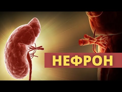 НЕФРОН / Зәрге ҚАН және БЕЛОК не үшін шығады?