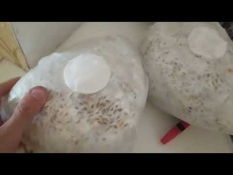 Выращивание мицелия вешенки,  в нестерильных условиях